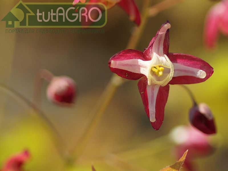 Цветок эльфов - tutAGRO