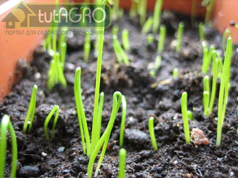 Самое главное при выращивании лука-порея - вовремя его посеять на рассаду - tutAGRO