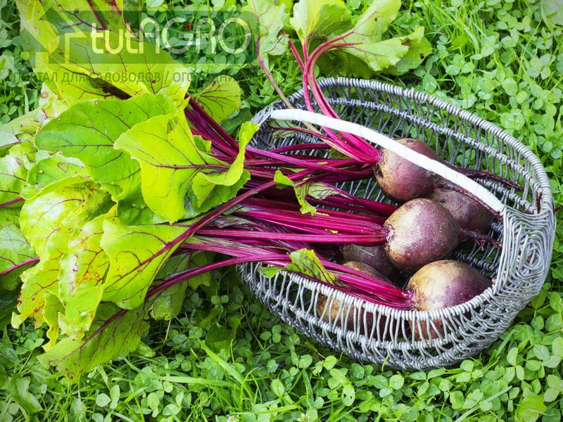 Из свеклы можно приготовить большое количество разнообразных вкусных и полезных блюд - tutAGRO