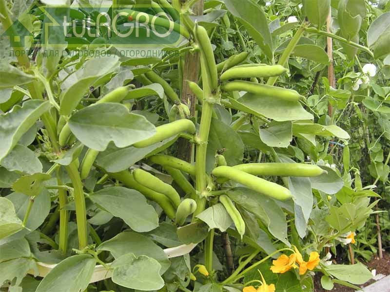 Гость из Эфиопии увеличит урожай - tutAGRO