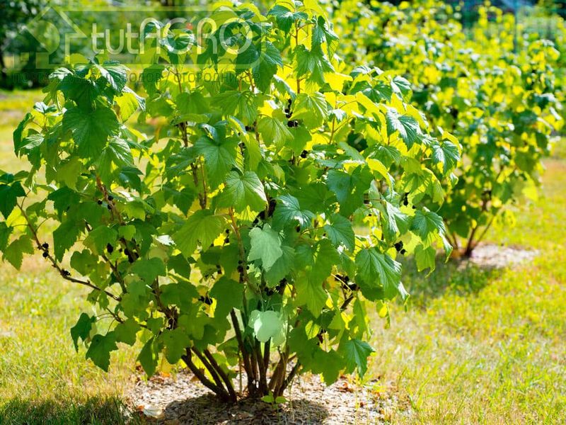Черная смородина является одним из основных источников витаминной продукции сада - tutAGRO