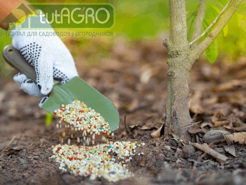 Потребности весеннего сада - tutAGRO